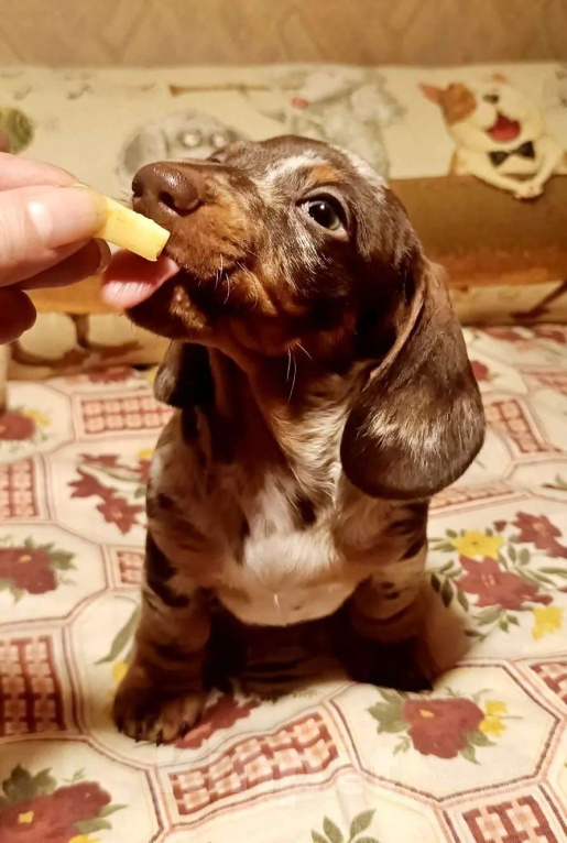 Собаки в других городах Московской области: Мраморный мальчик Мальчик, 90 000 руб. - фото 8