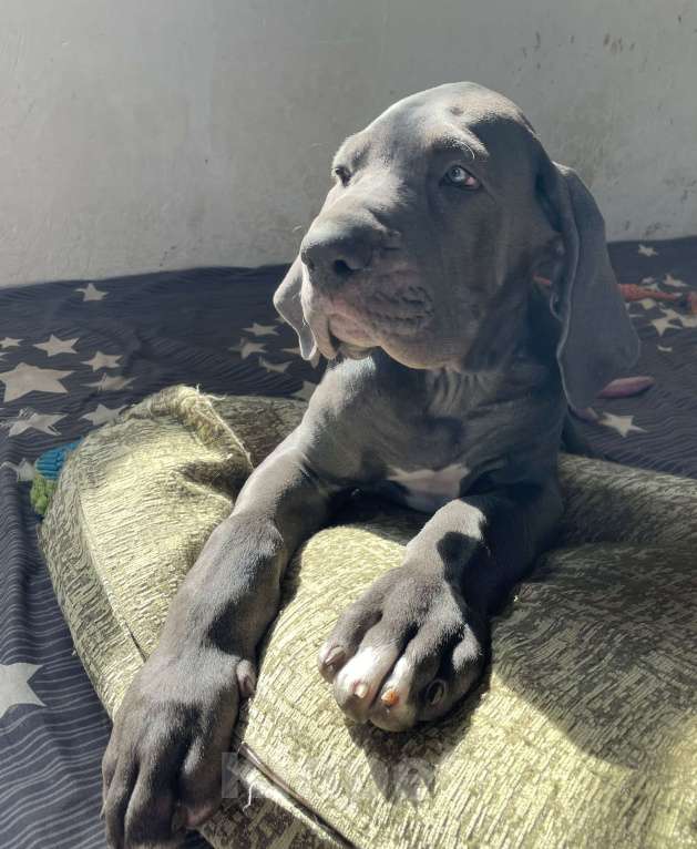 Собаки в Екатеринбурге: Щенки немецкого дога Разнополые, Бесплатно - фото 3