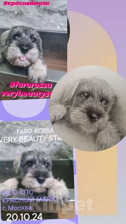 Собаки в Таганроге: Щенок натуральная сука перец-соль Девочка, Бесплатно - фото 2