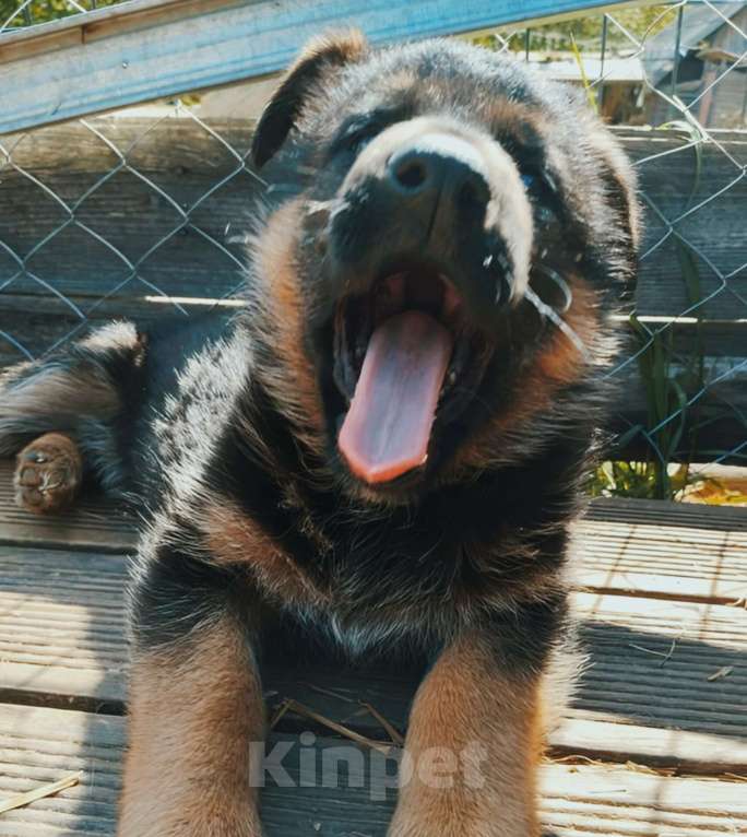 Собаки в Москве: Девочка немецкой овчарки Девочка, 7 000 руб. - фото 3