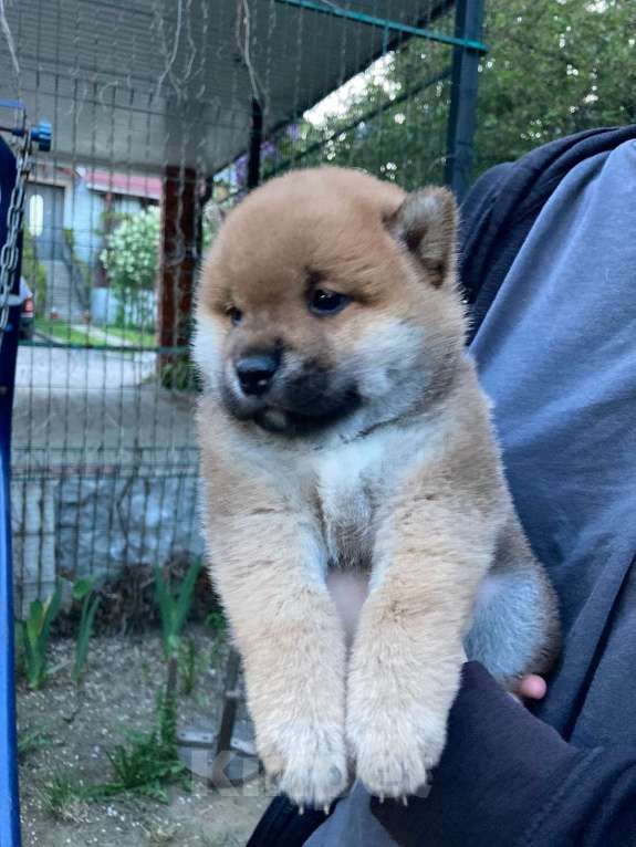 Собаки в Люберцах: Мальчик сиба ину 2 месяца Мальчик, 35 000 руб. - фото 5