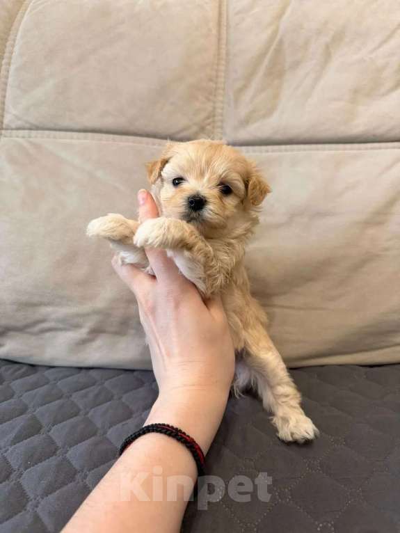 Собаки в Москве: Мальтипу микро. Девочки Девочка, Бесплатно - фото 4