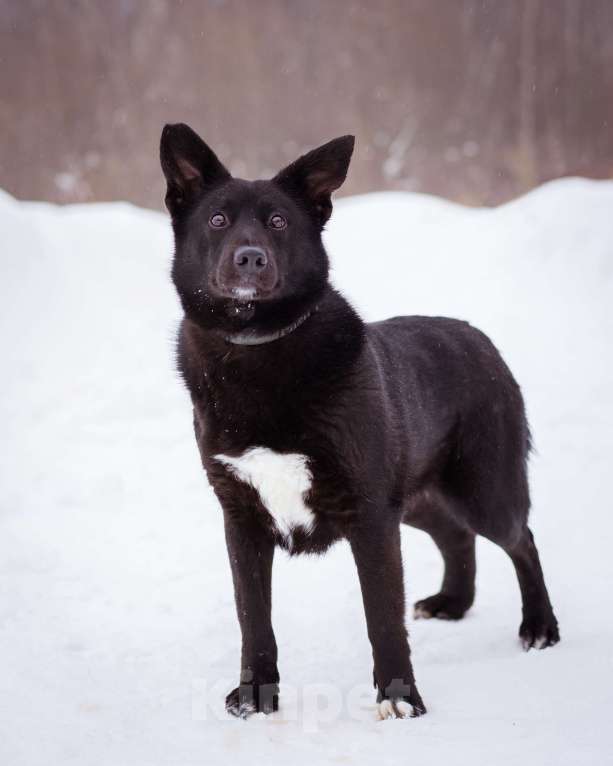 Собаки в Москве: Арабика ждёт своих родителей Девочка, Бесплатно - фото 3