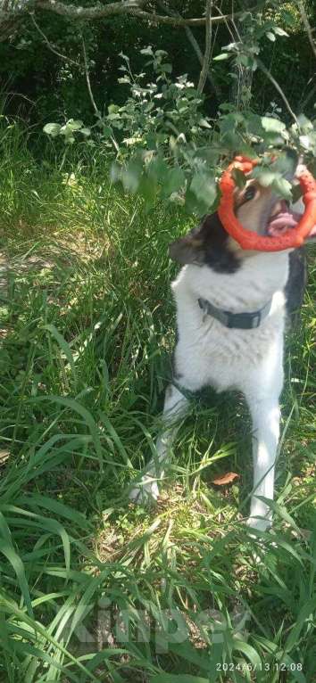 Собаки в других городах Краснодарского края: Фунтик метис Акита из приюта Поводог Сочи в добрые руки  Мальчик, Бесплатно - фото 4