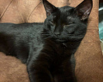 Кошки в других городах Московской области: Кошка в добрые руки. Гладкошерстная, умная приученная девочка Девочка, Бесплатно - фото 4