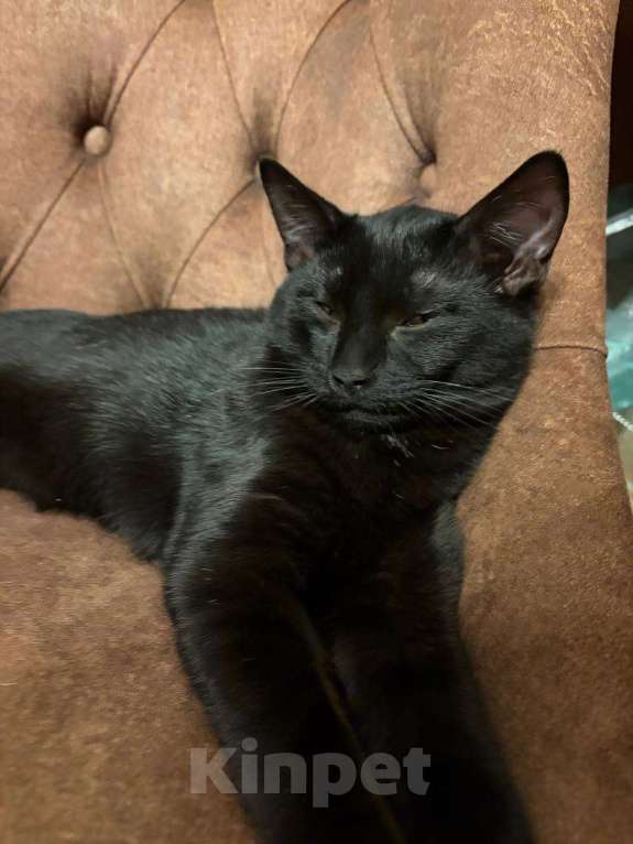 Кошки в других городах Московской области: Кошка в добрые руки. Гладкошерстная, умная приученная девочка Девочка, Бесплатно - фото 4