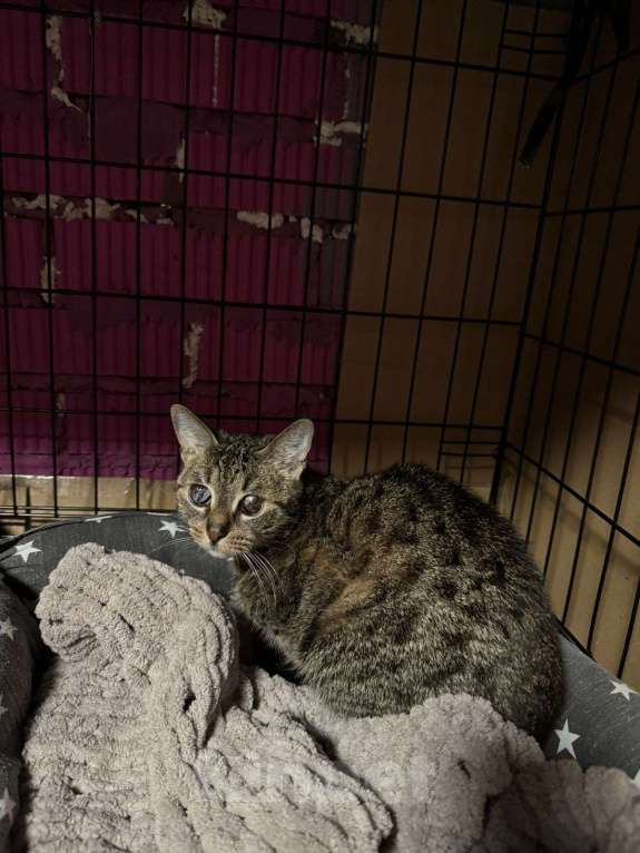 Кошки в Москве: Живуля Девочка, Бесплатно - фото 2