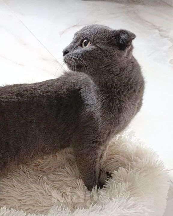 Кошки в Москве: Шотландский котенок девочка ищет семью Девочка, Бесплатно - фото 2