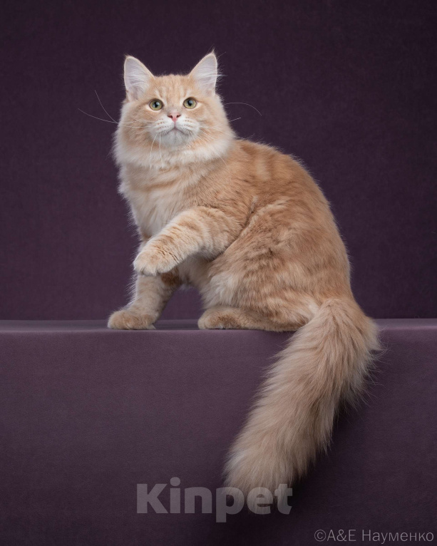 Кошки в Химках: Сибирский котик Нильс  ищет новый дом. Мальчик, 80 000 руб. - фото 5