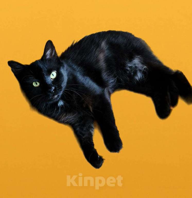 Кошки в Симферополе: Кошка Девочка, 300 руб. - фото 1