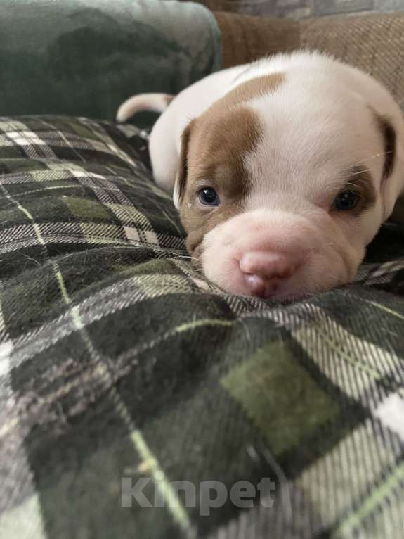 Собаки в Краснодаре: Американские Булли  Девочка, 60 000 руб. - фото 3