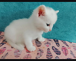 Кошки в Барнауле: Белые котята Мальчик, Бесплатно - фото 1