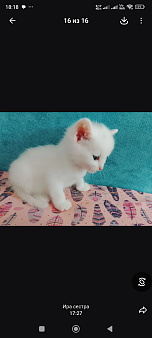 Белые котята