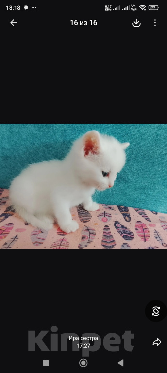 Кошки в Барнауле: Белые котята Мальчик, Бесплатно - фото 1