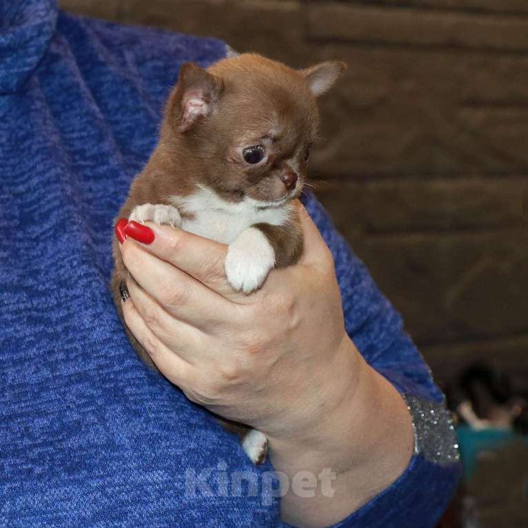 Собаки в Москве: Крошка чихуахуа Девочка, 100 000 руб. - фото 8