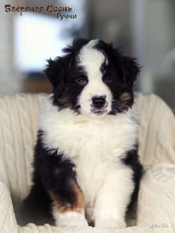 Собаки в других городах Московской области: Продается мальчик миниаусси Мальчик, 60 000 руб. - фото 8