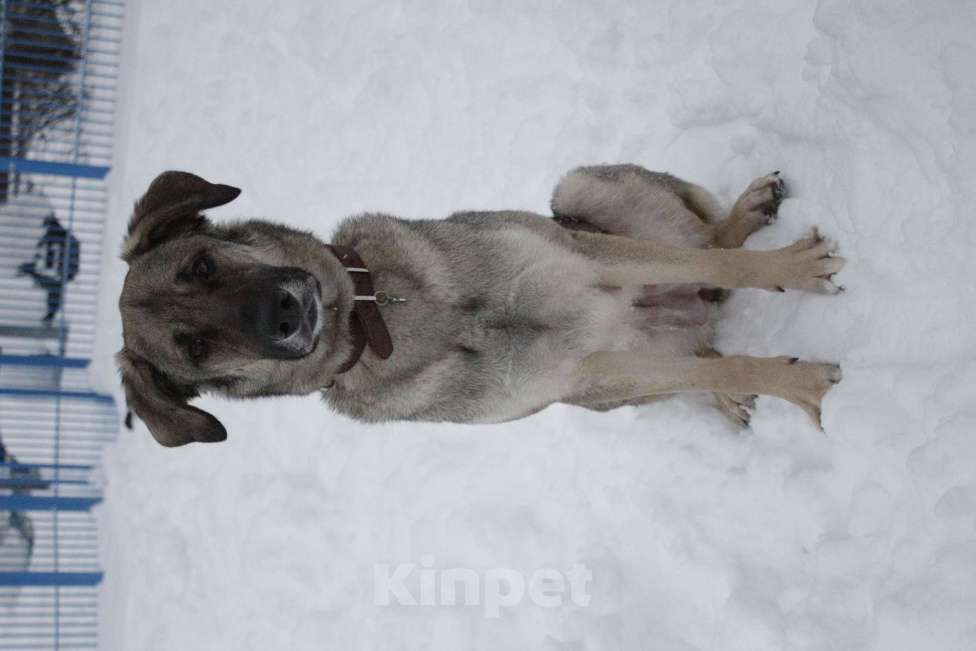 Собаки в Балашихе: Ласковая молодая собака в добрые руки. Москва и МО Девочка, Бесплатно - фото 6