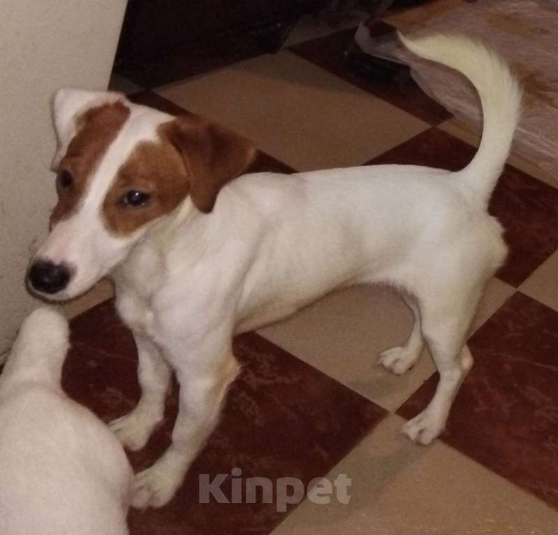 Собаки в Москве: Щенок джек рассел терьер Девочка, 50 000 руб. - фото 2