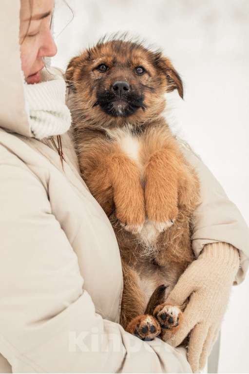 Собаки в других городах Московской области: Щенок в добрые руки Девочка, Бесплатно - фото 7