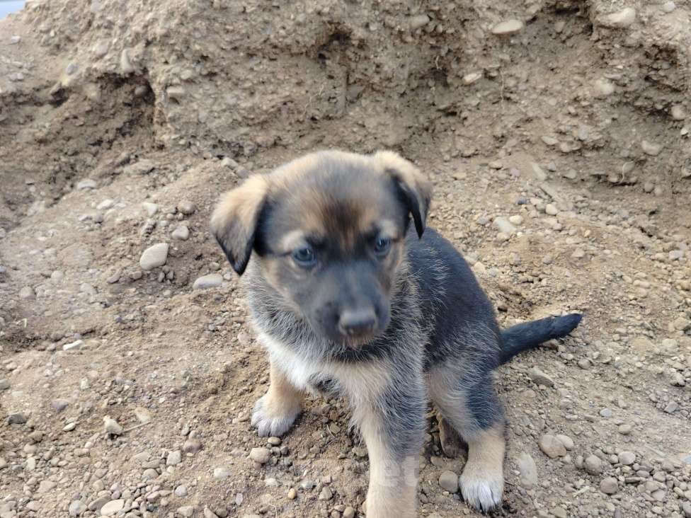 Собаки в других городах Башкортостана: Собака Девочка, Бесплатно - фото 4
