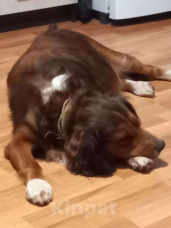 Собаки в Минеральном Воде: Пропал.помогите Мальчик, 1 руб. - фото 2