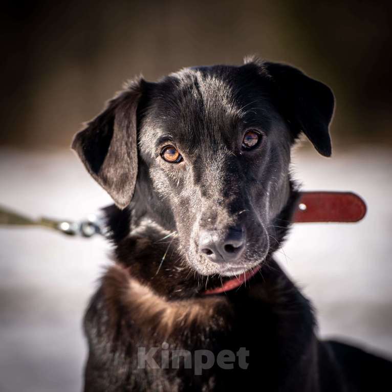 Собаки в Клине: Гуччи — грациозный и задорный пёс Мальчик, Бесплатно - фото 3