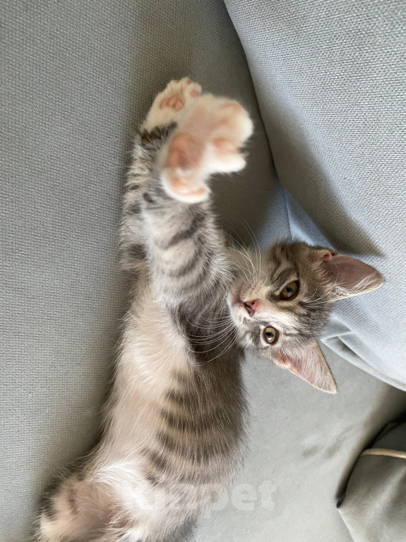 Кошки в Нижнем Новгороде: Котенок в добрые руки Девочка, Бесплатно - фото 6