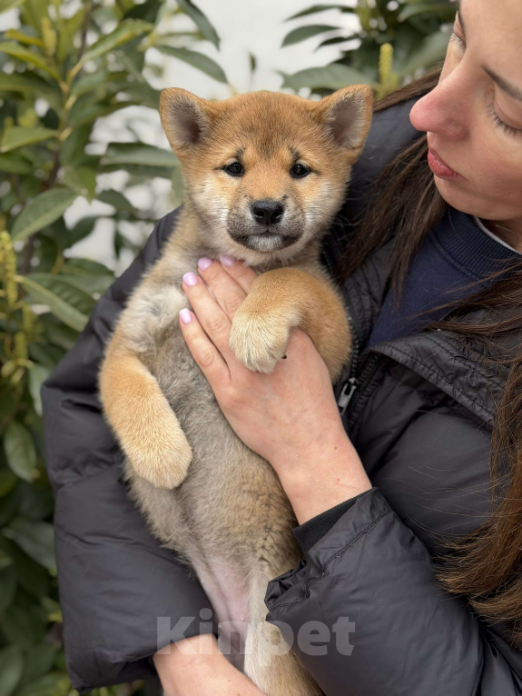 Собаки в Севастополе: Сиба-ину щенок девочка Девочка, 60 000 руб. - фото 1