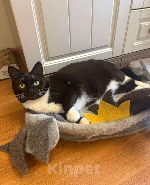 Кошки в Москве: Мила бархатное манто Девочка, Бесплатно - фото 4