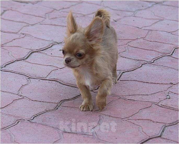 Собаки в Москве: красивые мальчики чихуахуа Мальчик, 25 000 руб. - фото 5