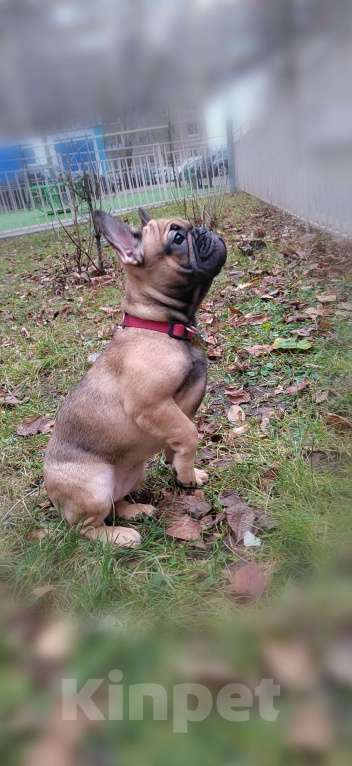 Собаки в Москве: Щенки французского бульдога Девочка, 49 999 руб. - фото 4