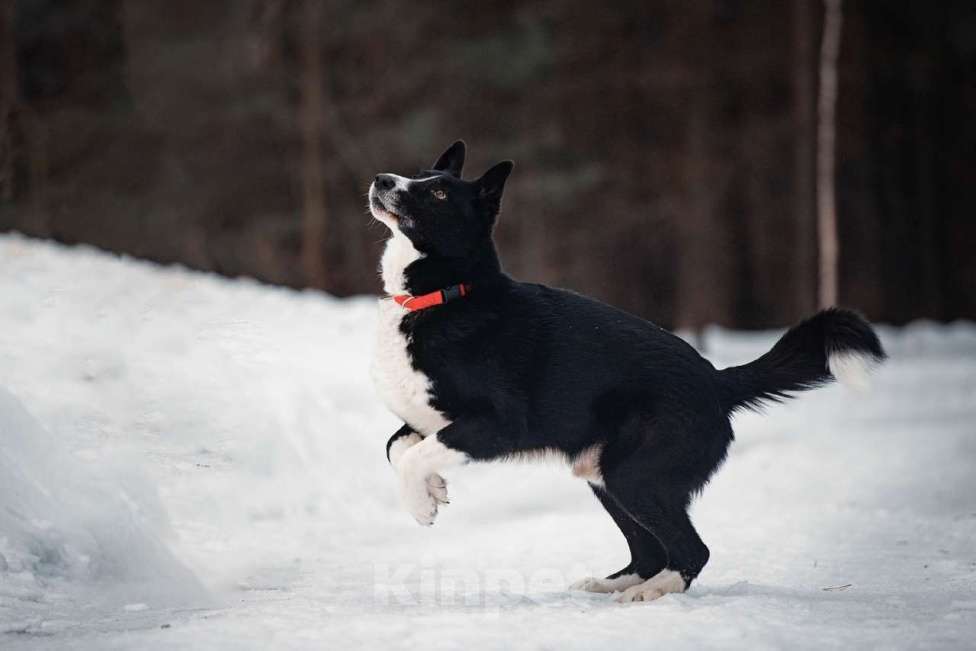 Собаки в Балашихе: Шикарный кобель по имени Цыган ищет семью Мальчик, 100 руб. - фото 4