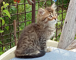 Кошки в Михайловске: 2 котёнка - котик и кошечка, очень ищут дом и любимых хозяев Мальчик, Бесплатно - фото 2