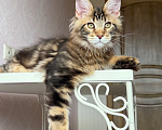 Кошки в Барнауле: Котенок мейн-куна золотой Браун Мальчик, Бесплатно - фото 1