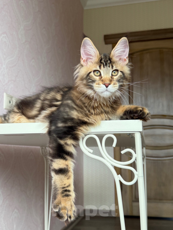 Кошки в Барнауле: Котенок мейн-куна золотой Браун Мальчик, Бесплатно - фото 1