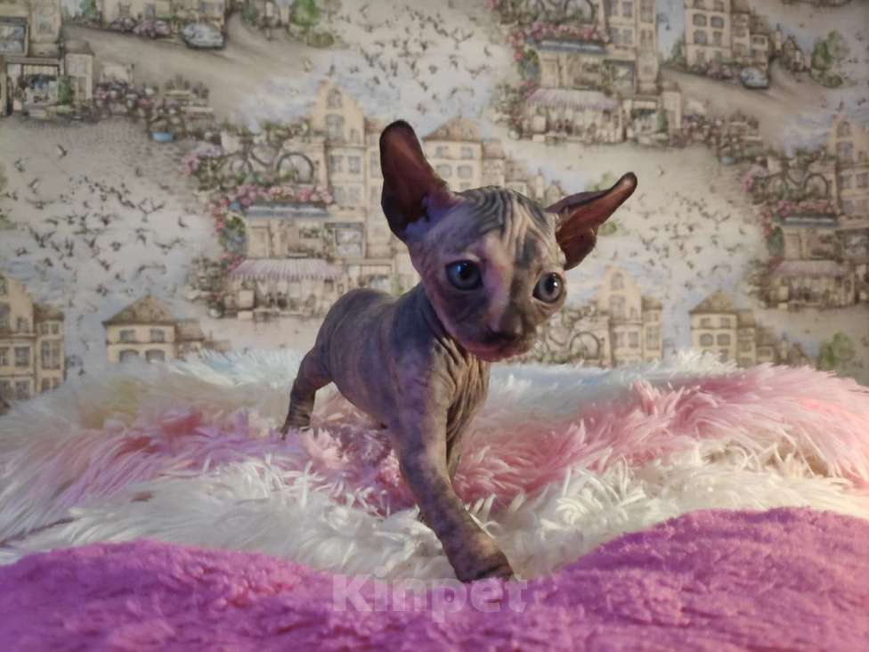 Кошки в Домодедово: Канадский сфинкс эльф котенок Мальчик, 20 000 руб. - фото 10