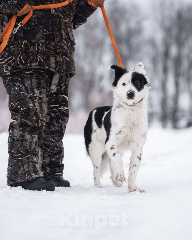Собаки в Москве: Белая пушистая собачка Лаки в добрые руки Девочка, 1 руб. - фото 7