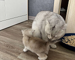 Кошки в Стерлитамаке: Шотландские котята Девочка, 10 000 руб. - фото 8