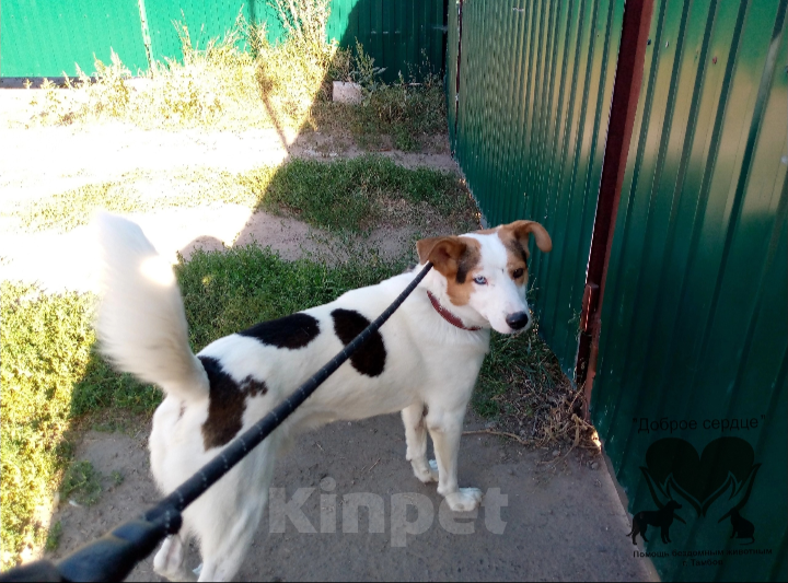 Собаки в Тамбове: Джон Мальчик, Бесплатно - фото 3