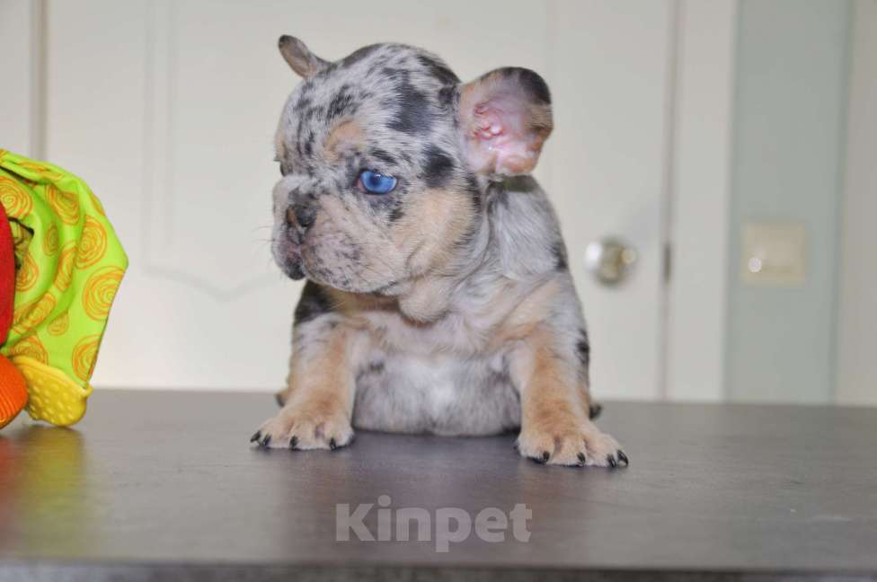 Собаки в Москве: Какао мерле тан Девочка, 100 000 руб. - фото 2