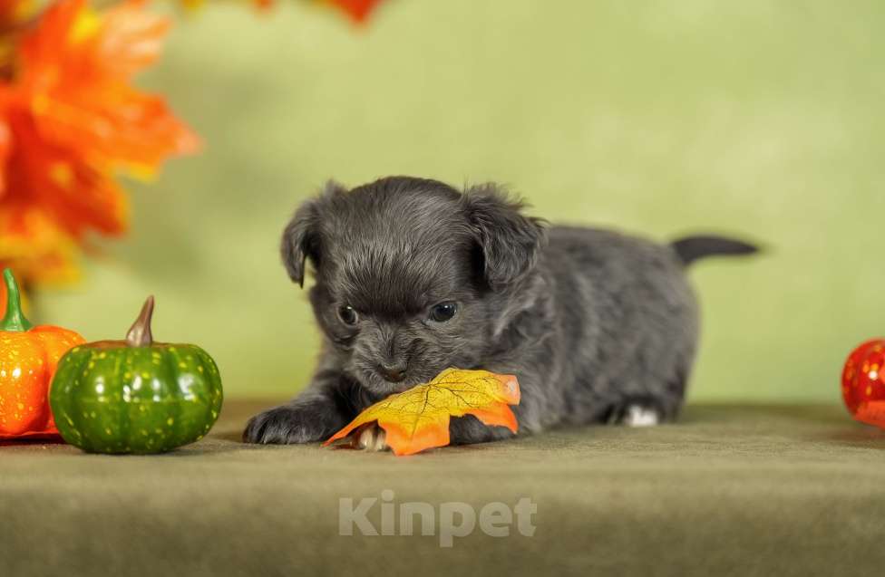 Собаки в Выборге: Голубая девочка длинношёрстная Девочка, 80 000 руб. - фото 4