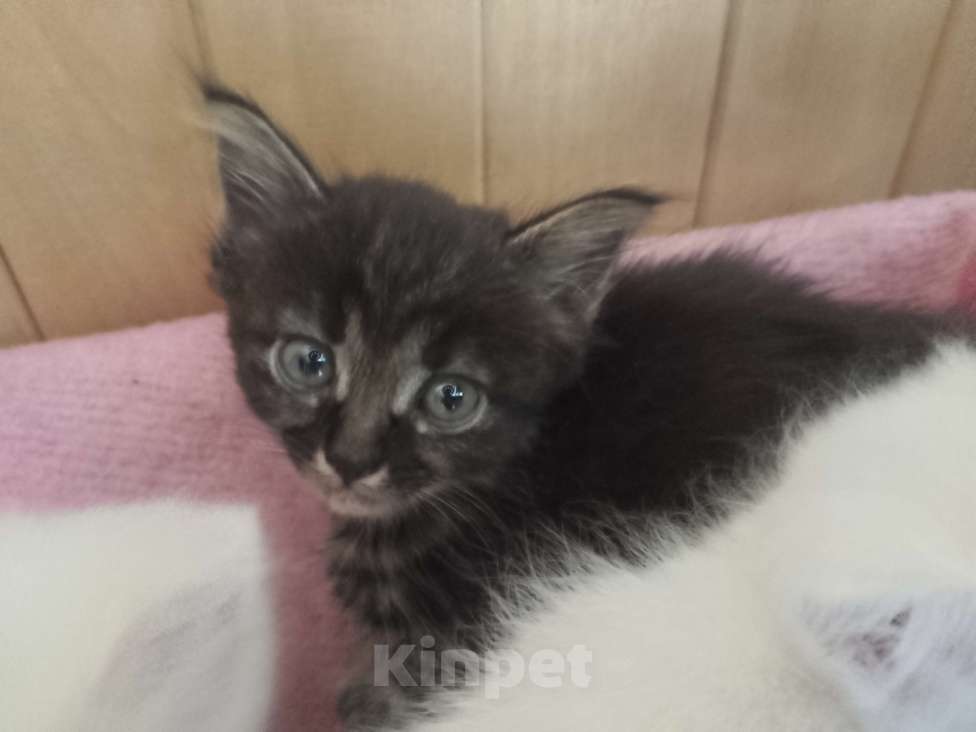 Кошки в Москве: Пушистик Девочка, Бесплатно - фото 4