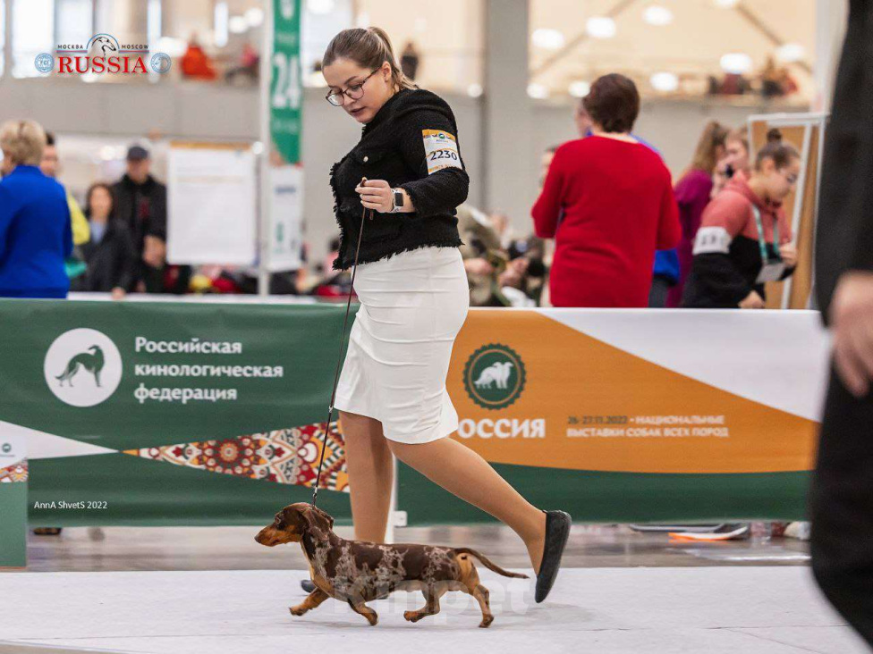Собаки в Москве: Миниатюрный коричнево-мраморный кобель  Мальчик, 25 000 руб. - фото 5