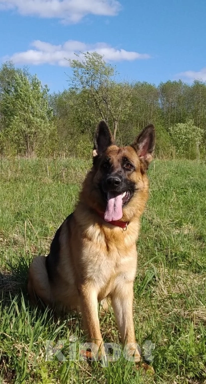 Собаки в Глазове: Немецкая овчарка,девчонка 2 Девочка, 35 000 руб. - фото 4