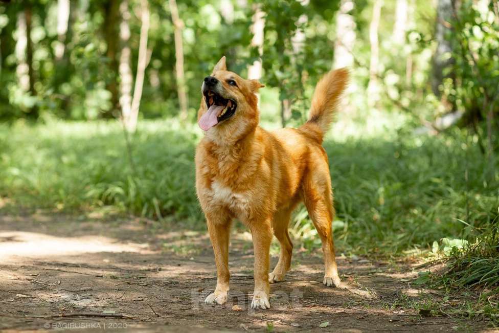 Собаки в Москве: Фил Мальчик, Бесплатно - фото 4