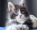 Кошки в Москве: Котёнок мейн-кун Veyron Velvet Fang — ручной красавец с кисточками Мальчик, 80 000 руб. - фото 3