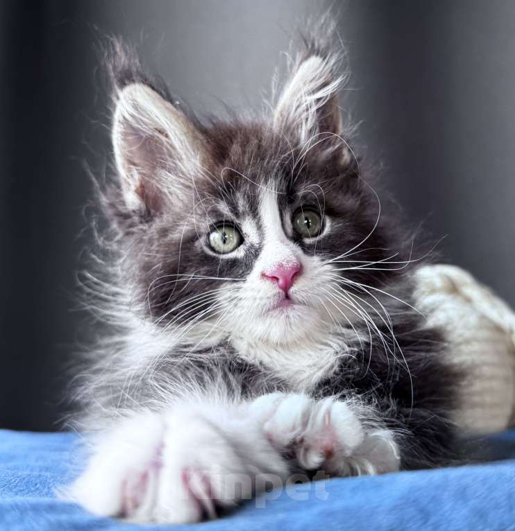 Кошки в Москве: Котёнок мейн-кун Veyron Velvet Fang — ручной красавец с кисточками Мальчик, 80 000 руб. - фото 3