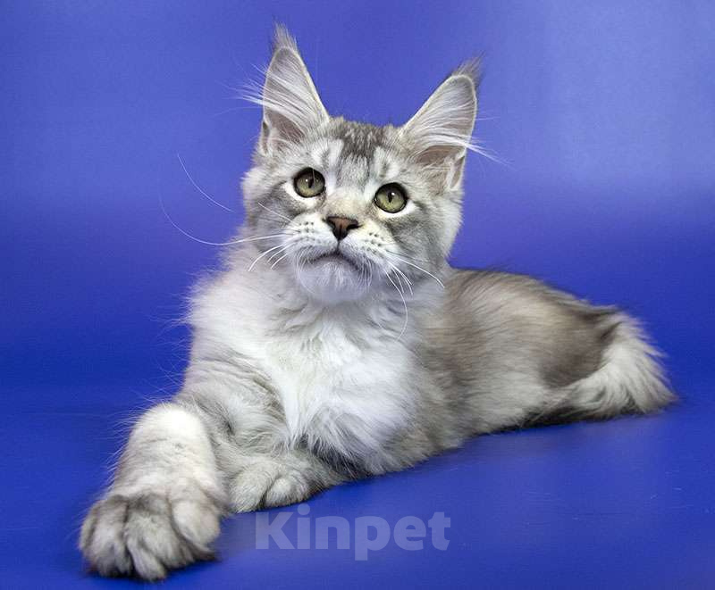 Кошки в Москве: Котенок Мейн Кун Мальчик, Бесплатно - фото 1