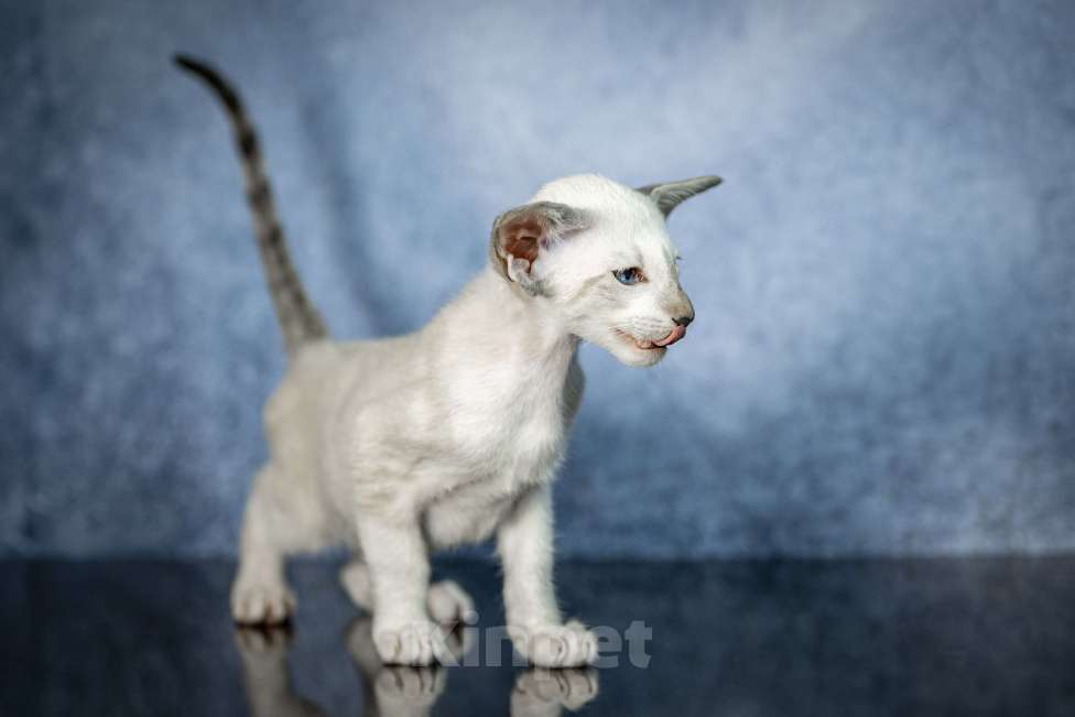 Кошки в Санкт-Петербурге: Сиамские Ориентальные Высокопородные котята Мальчик, 80 000 руб. - фото 5