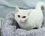Кошки в Усинске: Кошка белая, Бесплатно - фото 4
